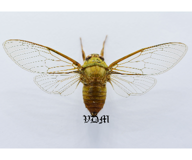 Cicadidae sp1  (64mm) picture by VDM Insecthouse with reference 0980i