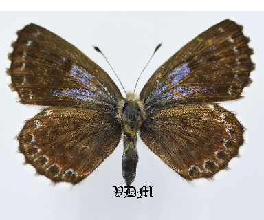 Scolitantides orion ssp picture by VDM Insecthouse with reference 0981B