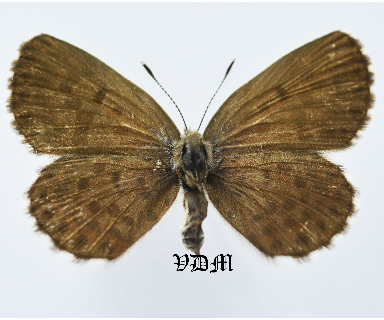 Scolitantides orion ssp picture by VDM Insecthouse with reference 0986B