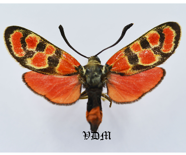 Zygaena carniolica diniensis picture by VDM Insecthouse with reference 0988B