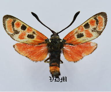 Zygaena carniolica diniensis  FORM 2 !!! photo by VDM Insecthouse with reference 0996B