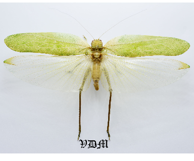 Tettigoniidae sp1 (121mm-130mm) picture by VDM Insecthouse with reference 0996i