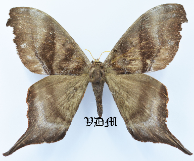 Paradaemonia platydesmia picture by VDM Insecthouse with reference 0998B