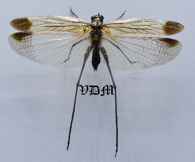 Orthoptera sp6 AA-  (53mm) picture by VDM Insecthouse with reference 0998i