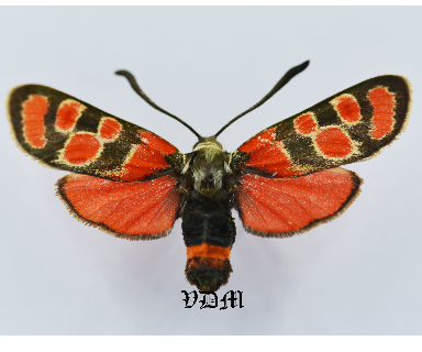Zygaena carniolica graeca picture by VDM Insecthouse with reference 0999B