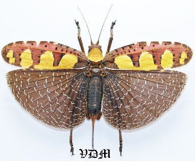 Sanaea regalis (111mm-120mm) picture by VDM Insecthouse with reference 0999i