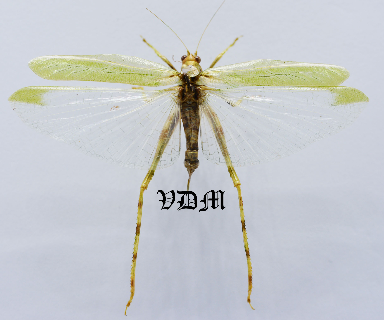 Tettigoniidae sp7 (60mm) picture by VDM Insecthouse with reference 1000i