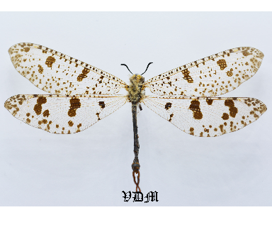 Palpares libelloides (103mm) photo par VDM Insecthouse avec référence 1002i