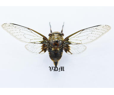 Cicadidae sp2 (90mm) picture by VDM Insecthouse with reference 1003i