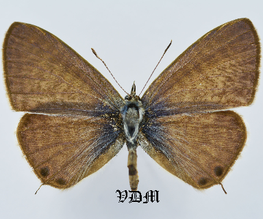 Leptotes pirithous picture by VDM Insecthouse with reference 1006B