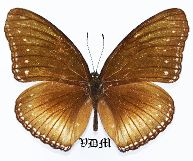 Hypolimnas anomala picture by VDM Insecthouse with reference 1012B