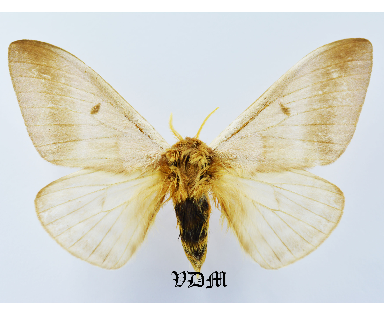 Dirphia panamensis picture by VDM Insecthouse with reference 1013B