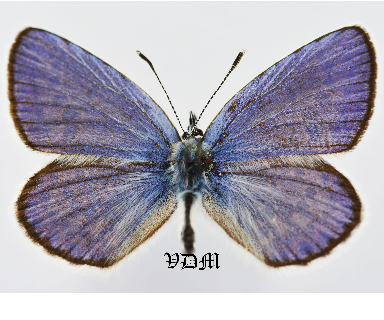 Plebejus argyrognomon ssp picture by VDM Insecthouse with reference 1018B