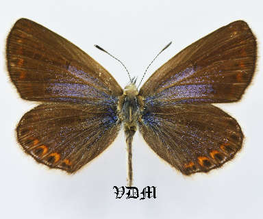 Plebejus argyrognomon ssp picture by VDM Insecthouse with reference 1019B