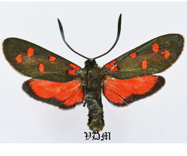 Zygaena transalpina provincialis picture by VDM Insecthouse with reference 1021B