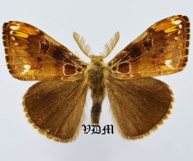 Orgyia recens foto door VDM Insecthouse met referentie 1026B