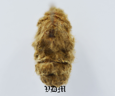 Orgyia recens picture by VDM Insecthouse with reference 1030B