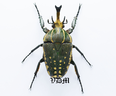 Chelorrhina polyphemus (67mm) picture by VDM Insecthouse with reference 1035i