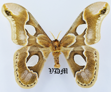 Rothschildia lebeau forbesi picture by VDM Insecthouse with reference 1036B