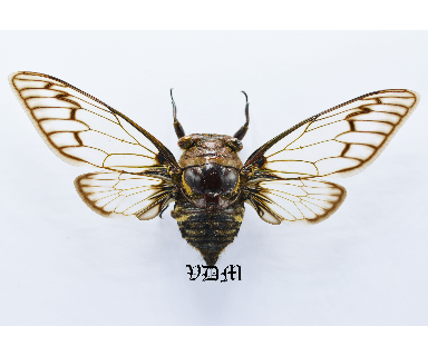 Cicadidae sp3  (116mm) picture by VDM Insecthouse with reference 1037i