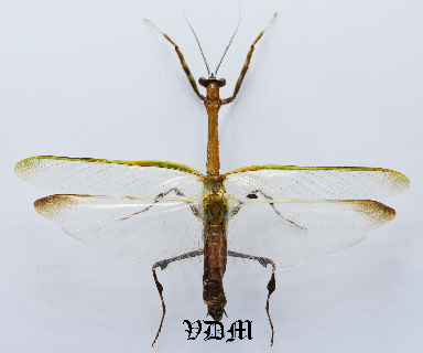 Mantidae sp 1 (84mm) foto door VDM Insecthouse met referentie 1038i