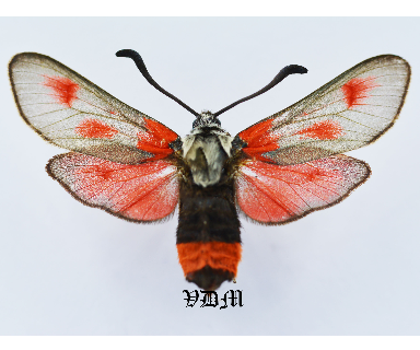 Zygaena sarpedon leuzensis picture by VDM Insecthouse with reference 1039B