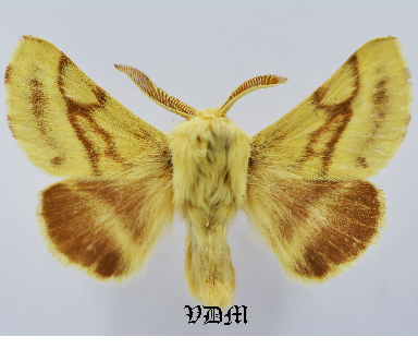 Malacosoma castrensis picture by VDM Insecthouse with reference 1046B