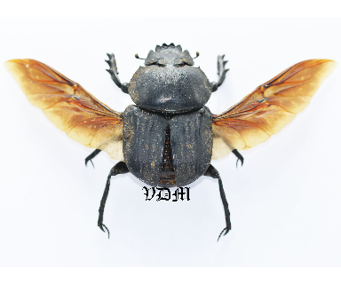 Pachylomerus femoralis  (42mm) picture by VDM Insecthouse with reference 1048i