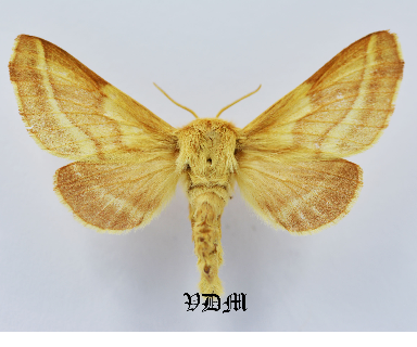 Malacosoma castrensis picture by VDM Insecthouse with reference 1051B