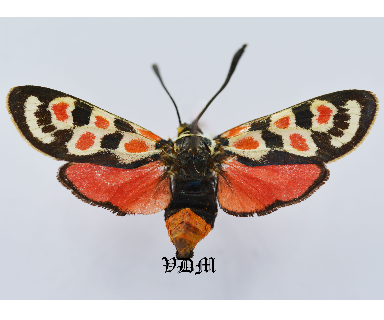 Zygaena occitanica picture by VDM Insecthouse with reference 1053B