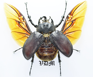 Megasoma actaeon  (77mm) ABBERATION !!! photo by VDM Insecthouse with reference 1054i