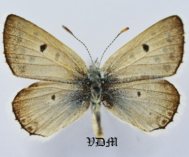 Plebeius pyrenaica erzurumensis picture by VDM Insecthouse with reference 1058B