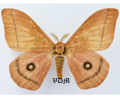 Gonimbrasia hecate picture by VDM Insecthouse with reference 1059B