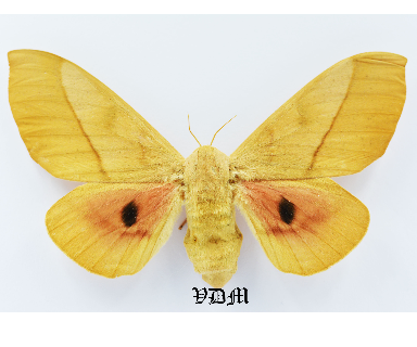 Syssphinx molina picture by VDM Insecthouse with reference 1060B