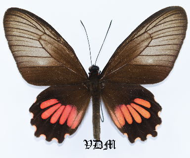 Parides neophilus anaximenes picture by VDM Insecthouse with reference 1062B