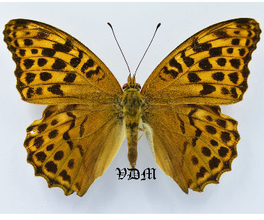 Argynnis paphia  A1-  ABBERATION !!! picture by VDM Insecthouse with reference 1063B