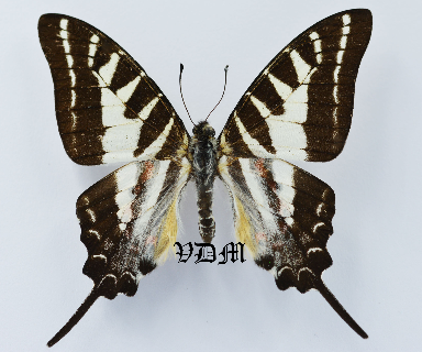 Graphium aristeus aristeus picture by VDM Insecthouse with reference 1064B