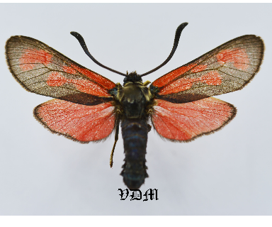 Zygaena loti janthina picture by VDM Insecthouse with reference 1065B