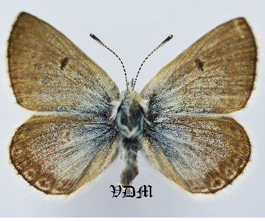 Plebeius glandon picture by VDM Insecthouse with reference 1071B