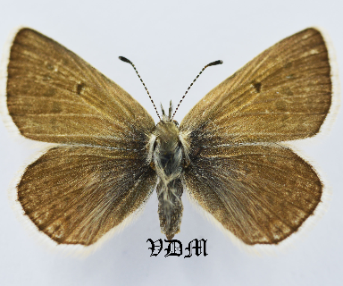 Plebeius glandon picture by VDM Insecthouse with reference 1073B