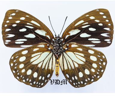 Euxanthe eurinome picture by VDM Insecthouse with reference 1078B