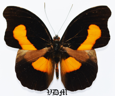 Catonephele orites picture by VDM Insecthouse with reference 1080B