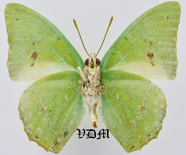 Charaxes eupale latimargo picture by VDM Insecthouse with reference 1085B