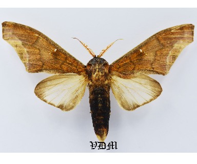 Colax apulus picture by VDM Insecthouse with reference 1088B