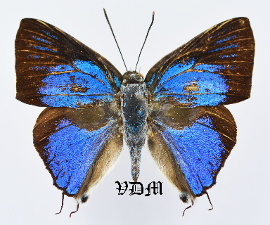 Ancema blanka  picture by VDM Insecthouse with reference 1089B