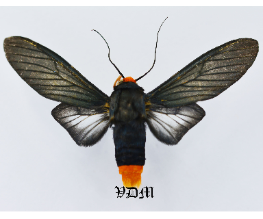 Machaeraptenus crocopera picture by VDM Insecthouse with reference 1090B