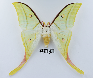 Actias selene picture by VDM Insecthouse with reference 1131B