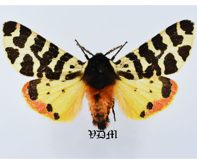 Arctia fasciata picture by VDM Insecthouse with reference 1136B