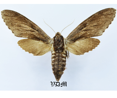 Hyloicus pinastri  Form 2 picture by VDM Insecthouse with reference 1152B