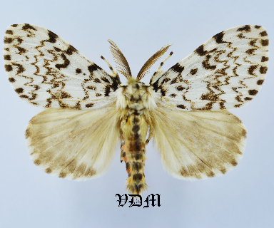 Lymantria monacha picture by VDM Insecthouse with reference 1167B